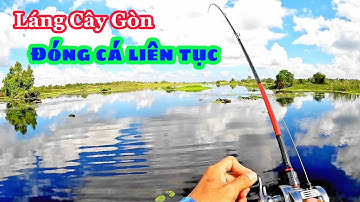 Câu cá lóc _Nước cạn cá cắn liên tục | #câu cá lóc rừng U Minh Thượng #@huukhuynhkiengiang (tập 85)