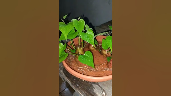 Brotos de Batata doce!