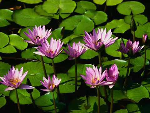 fotos bonitas.wmv - YouTube