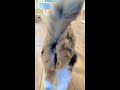 うちの子猫の歩き方がかわいすぎるので頼むから一回見て❣️