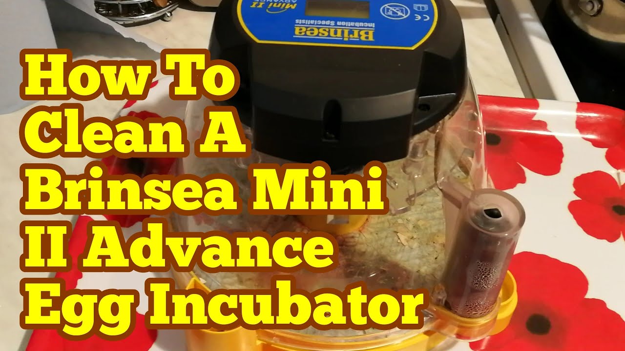 How To Clean An Egg Incubator Brinsea Mini Ii Advance Egg Incubator Youtube