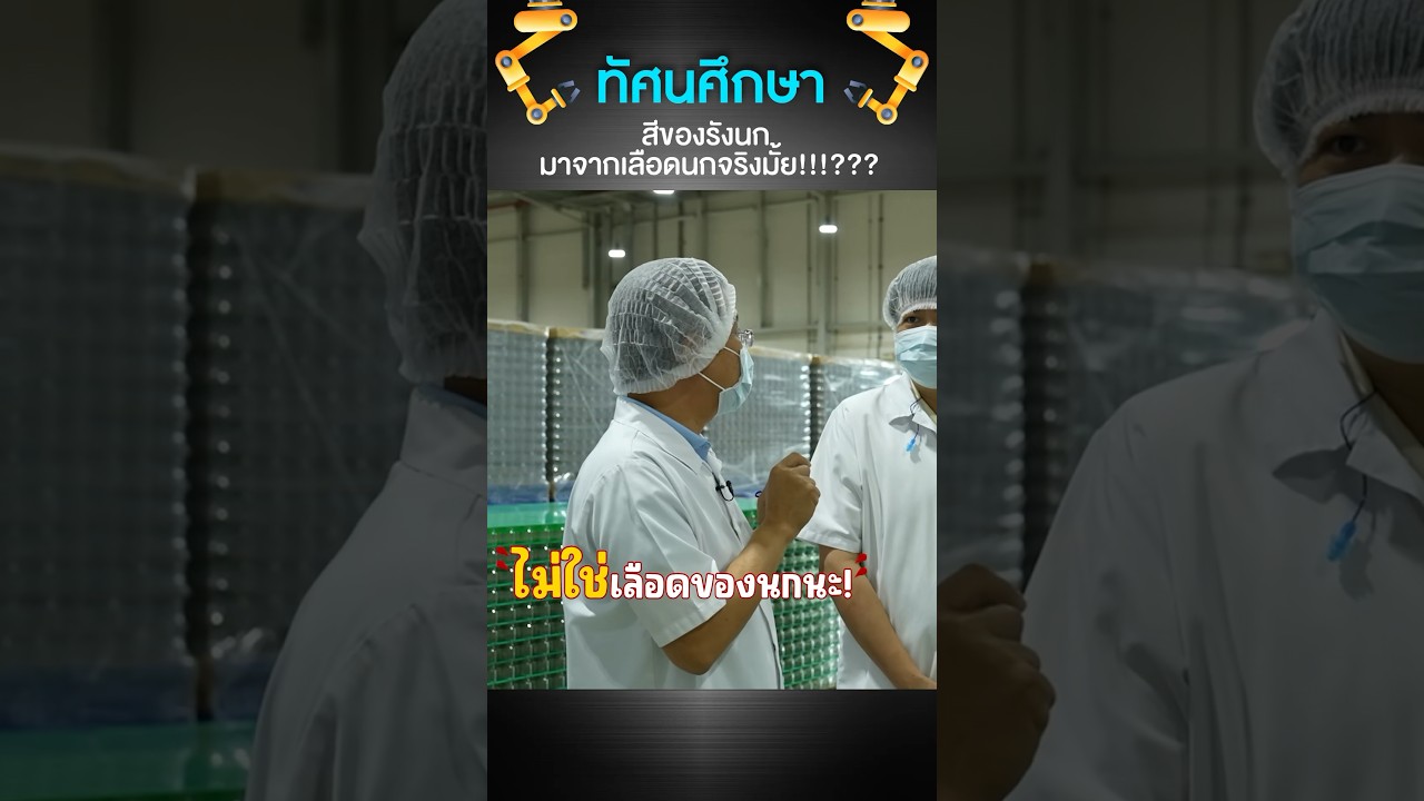 สีรังนกมาจากเลือดจริงมั้ย? #เสือร้องไห้ #TigerShorts #shorts #รังนก #รังนกแท้