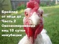 Бройлеры от яйца до ... // №2 Овоскопирование яиц 10 сутки инкубации