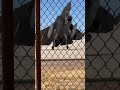This Felt Way Too Close#fighterjet #aviation #shorts