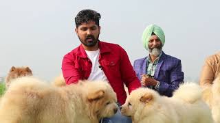 PARAM CHOW CHOW KENNEL || PARAM SANDHU || FACTS ABOUT CHOW CHOW || SCOOBERS