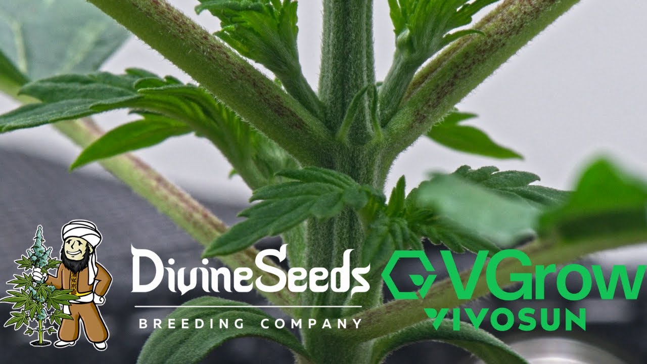 Auto Candy (VGrow) | Week 2 | Divine Seeds (Autoflower)