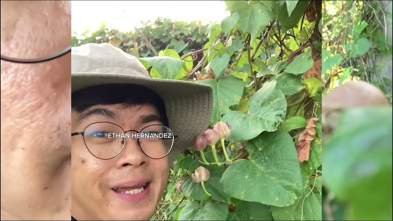 Turpeth or Bangbangau