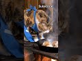 cat cooking chicken video ai video viral #ai #aivideo #aishorts