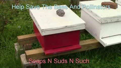 Honey bee scouts checking our little red house we think