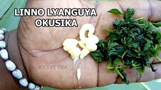 Jessi Braun onlayn porno Yosh shemales