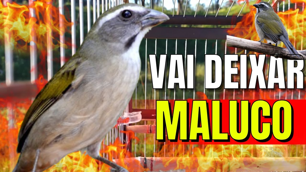 Trinca-ferro Macheando com Trinca ferro cantando Para Esquentar Trinca ferro Trinca-ferro Macheando