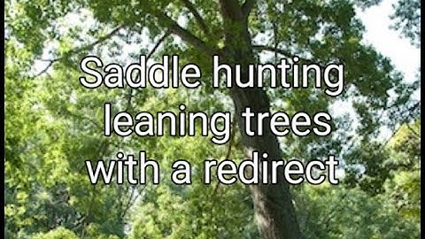 Saddle hunting leaning trees