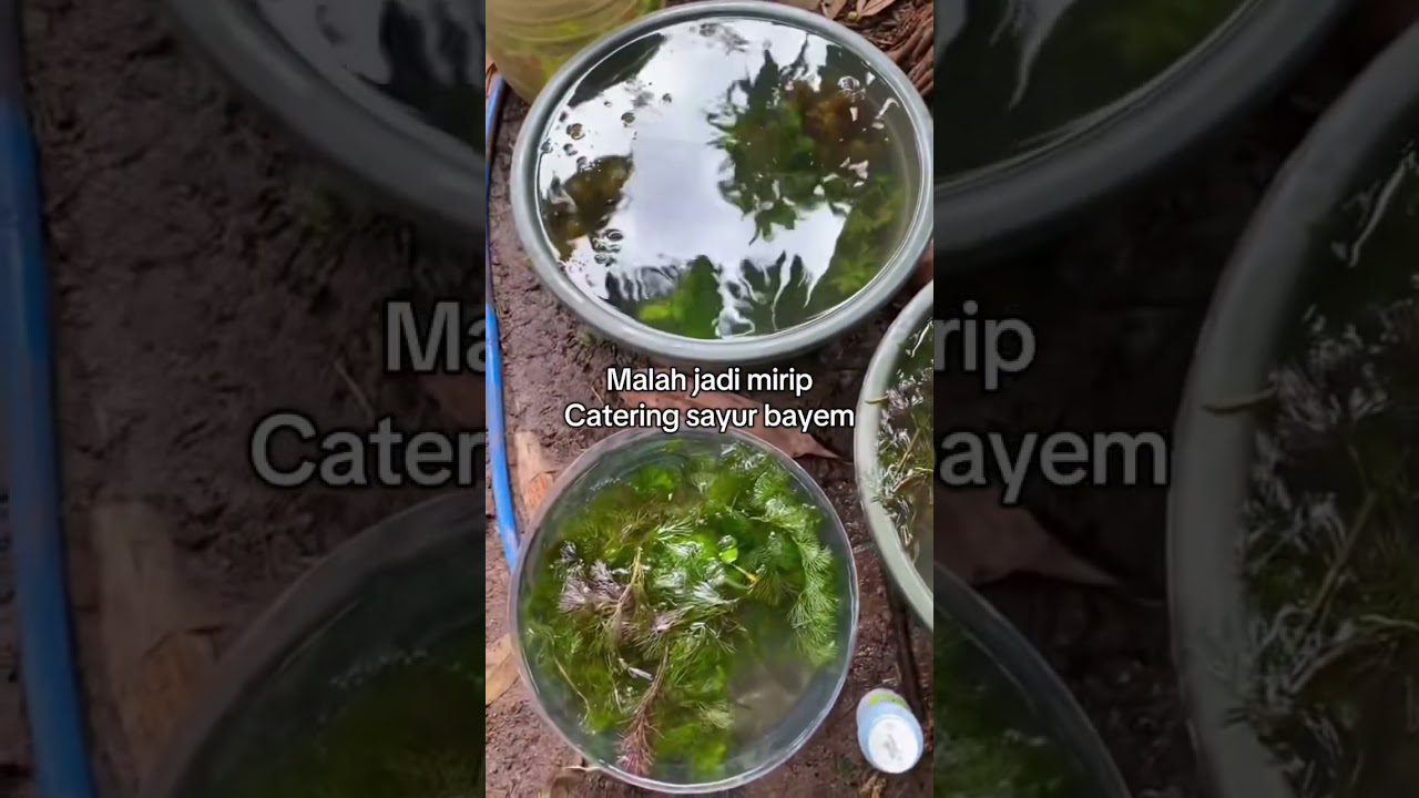 Menanam cabomba pakai tanah sawah 