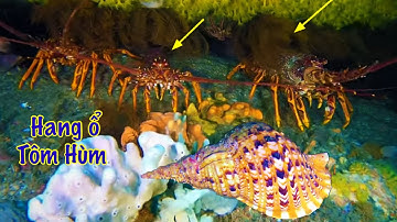 Phát Hiện Hang Ổ Tôm Hùm Ở Độ Sâu 10 Mét Nước | Lặn Biển 10 Sải Tay (tập 3)