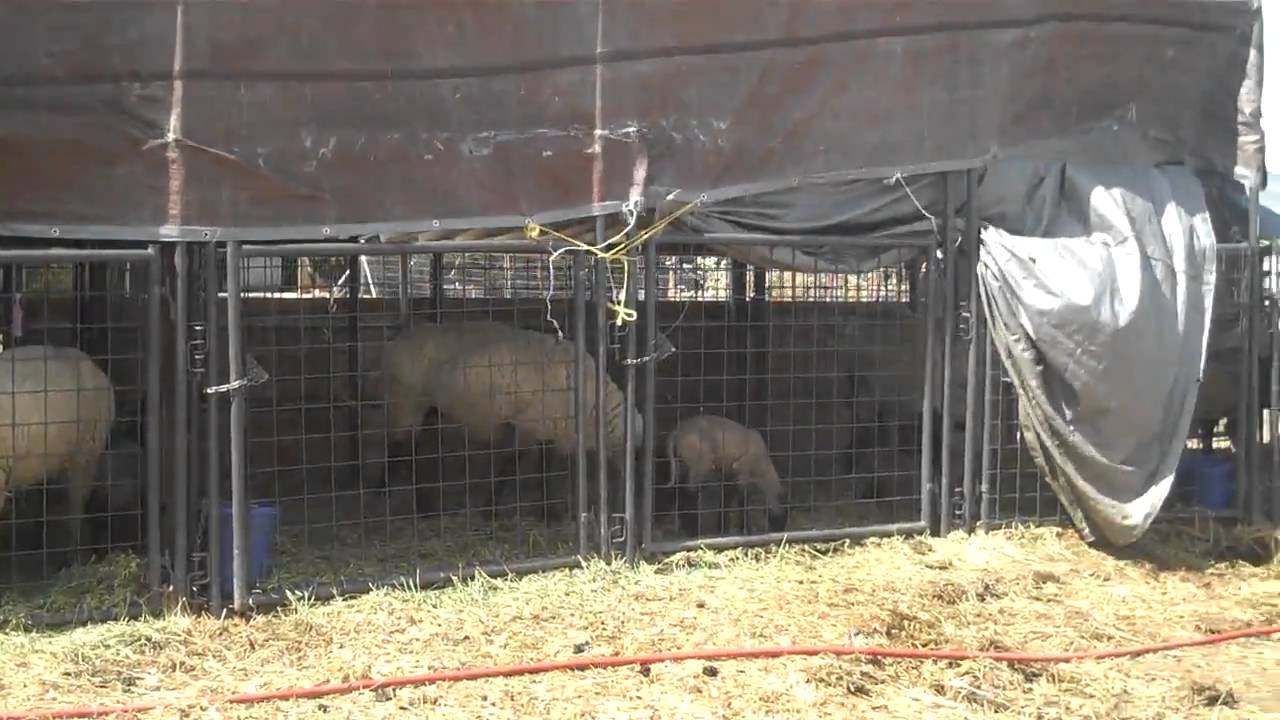 Sheep In Pens free video clips background