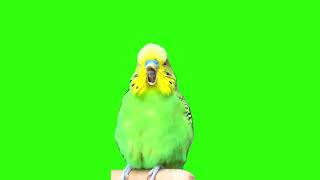 burping parrot meme green screen