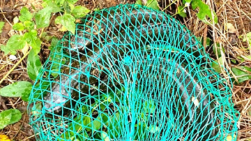 30 Phút Đi Câu, Trúng Ngay Quả Đậm #lure #fishing #caloc #new #life #cauca #new #cầnthủ #happy #fish