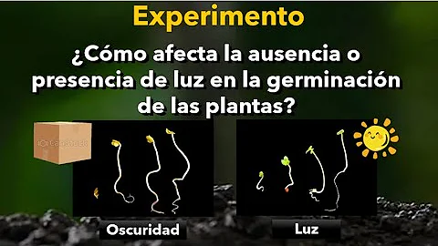 ¿Cómo afecta la oscuridad a la germinación?
