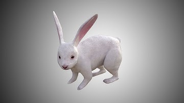 White Rabbit 3d model team3dyard.com | Animal, Bird & Insect 3D Models Store| VFX | Link In Comments