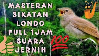 Masteran sikatan londo Sikatan Londo Jeda 1 menit full 1 jam