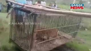 A Leopard Rescued At Titabor Sonari Village Area In Jorhat