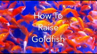 How To Raise Goldfish @WormTutorial