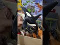 ASMR Jurassic World Dinosaur Toy Collection