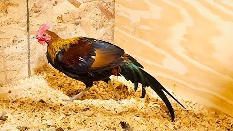 7 Month Red Jungle Fowl Hybrid | Qaib Qus Txuam Tsoov 7 Hli | Nquab Av Thiab Nquab Lauj Kauj Tawg