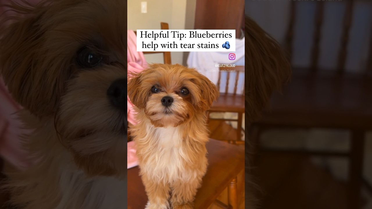 Pro tip Blueberries help with dog tear stains with Penny YouTube