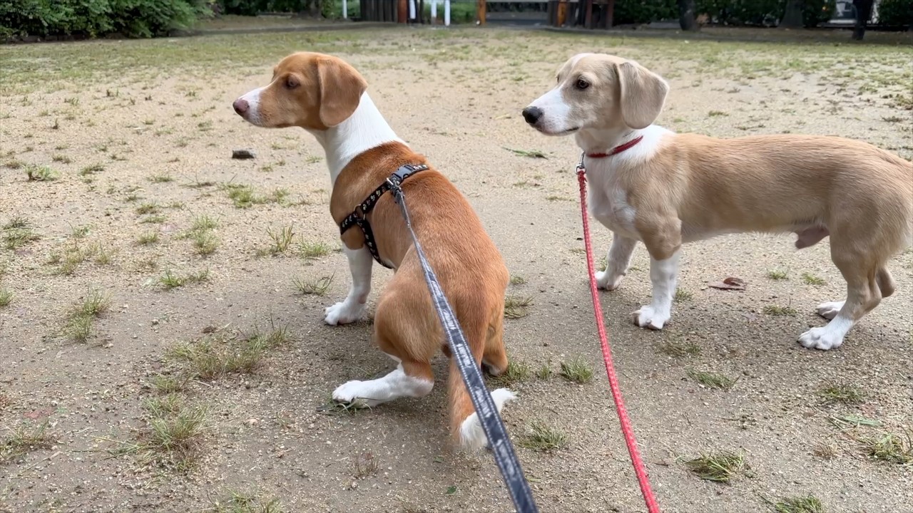 散歩をする犬 / The dogs take a walk (vol.777) - YouTube