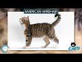 American Wirehair 🐱🦁🐯 EVERYTHING CATS 🐯🦁🐱 の動画、YouTube動画。