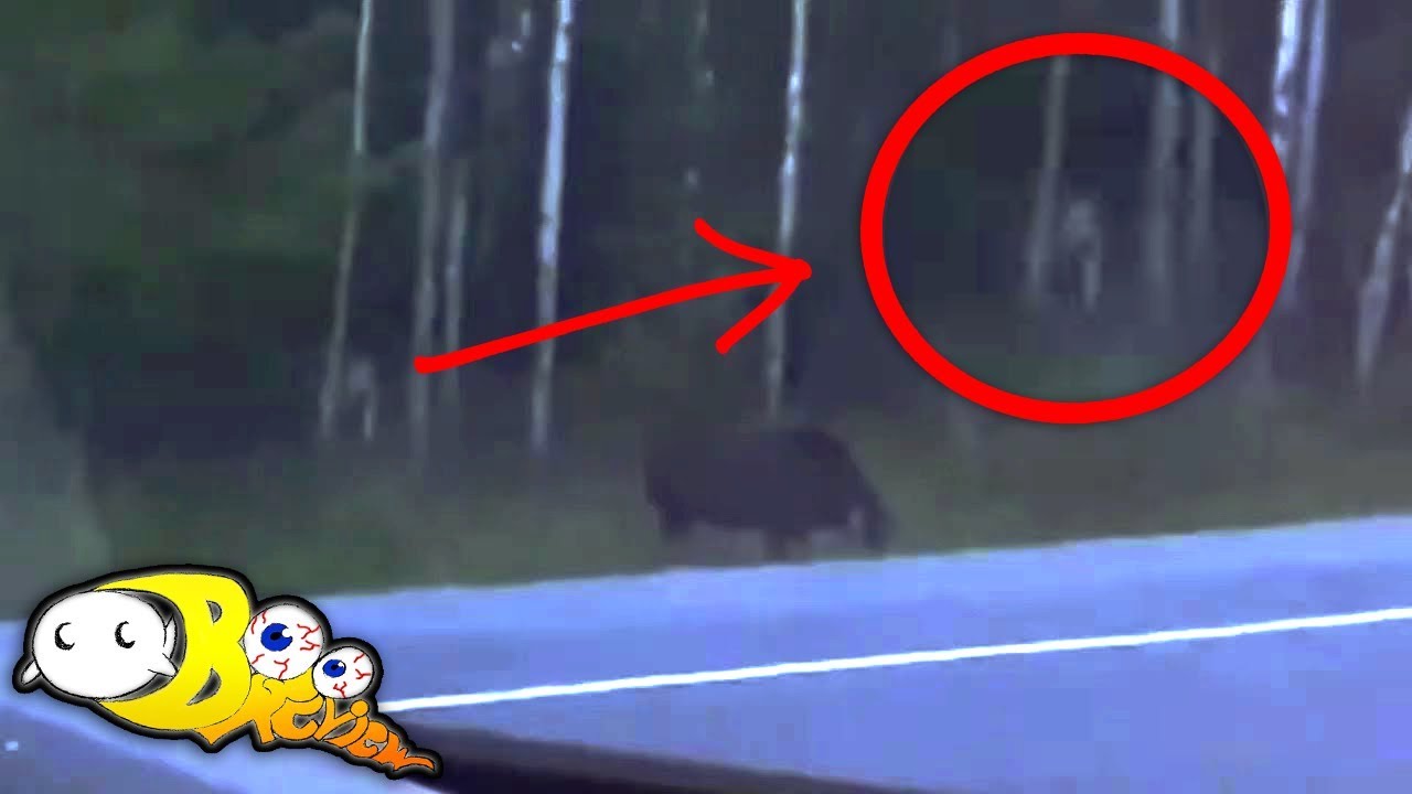 Mysterious Humanoid Creature Stalking Moose In Canada - YouTube