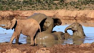 Elephants head down to a waterhole for a cooling mud wallow.