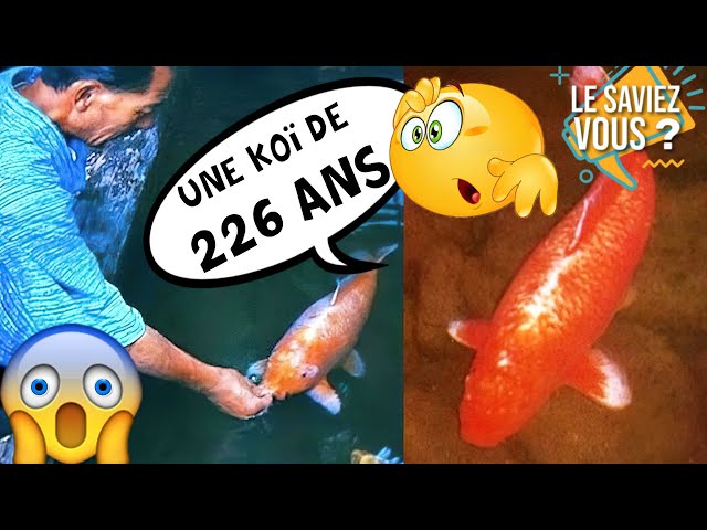 Hanako Fish 226 Year Old Koi