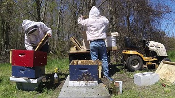 Artificial Swarm Split 2019 (Splitting a hive that is ready to swarm.)