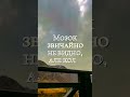 Мозок звичайно не видно але коли його не вистачає помітно Shorts Life 