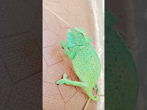 الحرباية وهي تاكل 