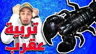 طريقة تربية عقرب الامبراطور وكل شي بتحتاجه للعناية فيه - Emperor Scorpion Care Routine