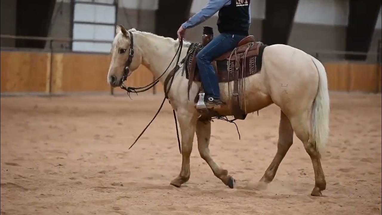 Leo Lot 31 Heber Valley Horse Sale YouTube