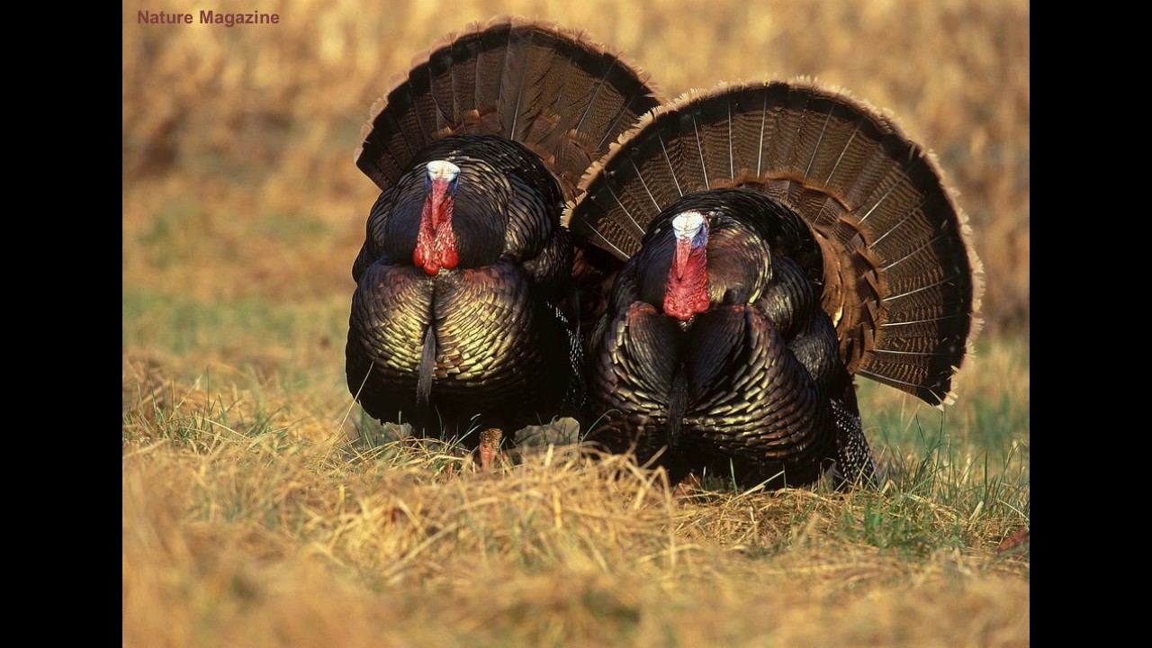 turkey sounds turkey sounds
