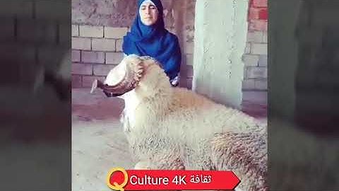 حالات واتس اب عن عيد الاضحى تلاوة جميلة جداً سورة أبراهيم