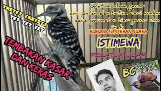 pelatuk ulam caladi ulam gacor anakan jinak REVIEW