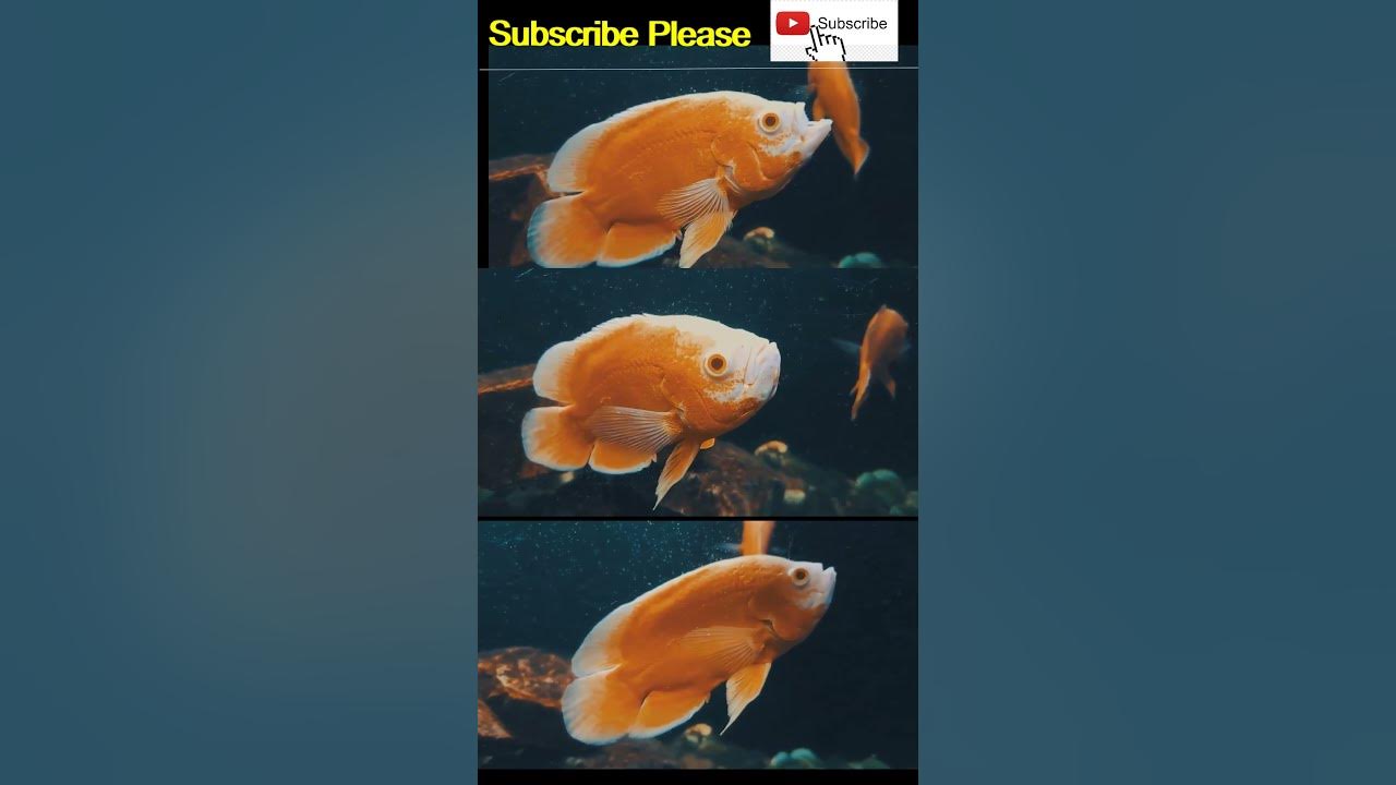 fish-aquarium-near-me-shorts-pet-fengshui-viral-trending