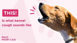 What is kennel cough and what does is sound like? Get the facts