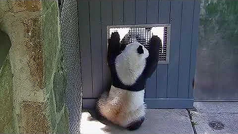 #DCPandas: Giant Pandas Bao Li and Qing Bao Interact at the "Howdy" Window