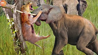 The Lion Was Miserably Attacked by a Herd of Elephants | Wild Animal Life