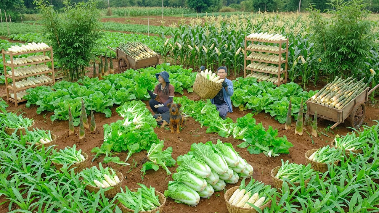 Relax With Harvest: Bamboo Shoots, Sticky Corn, Mustard Greens, Romaine Lettuce, Amaranth , Mango
