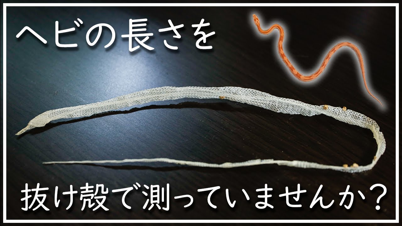 コーンスネーク】全然違う！！ヘビの長さと抜け殻の長さを測り比べて