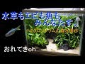 【アクアリウム】oreteki0026/ミクロソリウムの森水槽#6