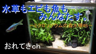 【アクアリウム】oreteki0026/ミクロソリウムの森水槽#6